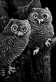 Scratch Art Scratchboard